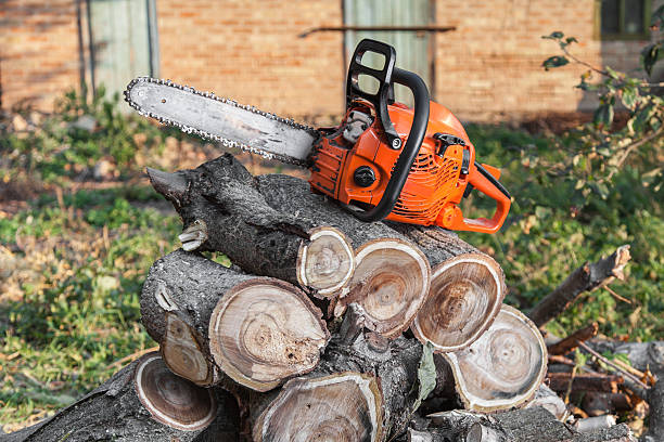  Oil City, PA Tree Service Pros